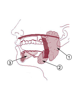 salivary glands
