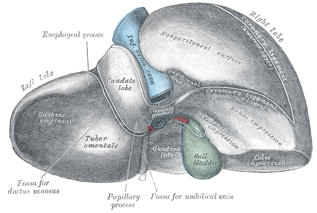 liver