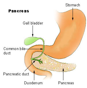 pancreas location